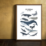 les baleines du monde 2