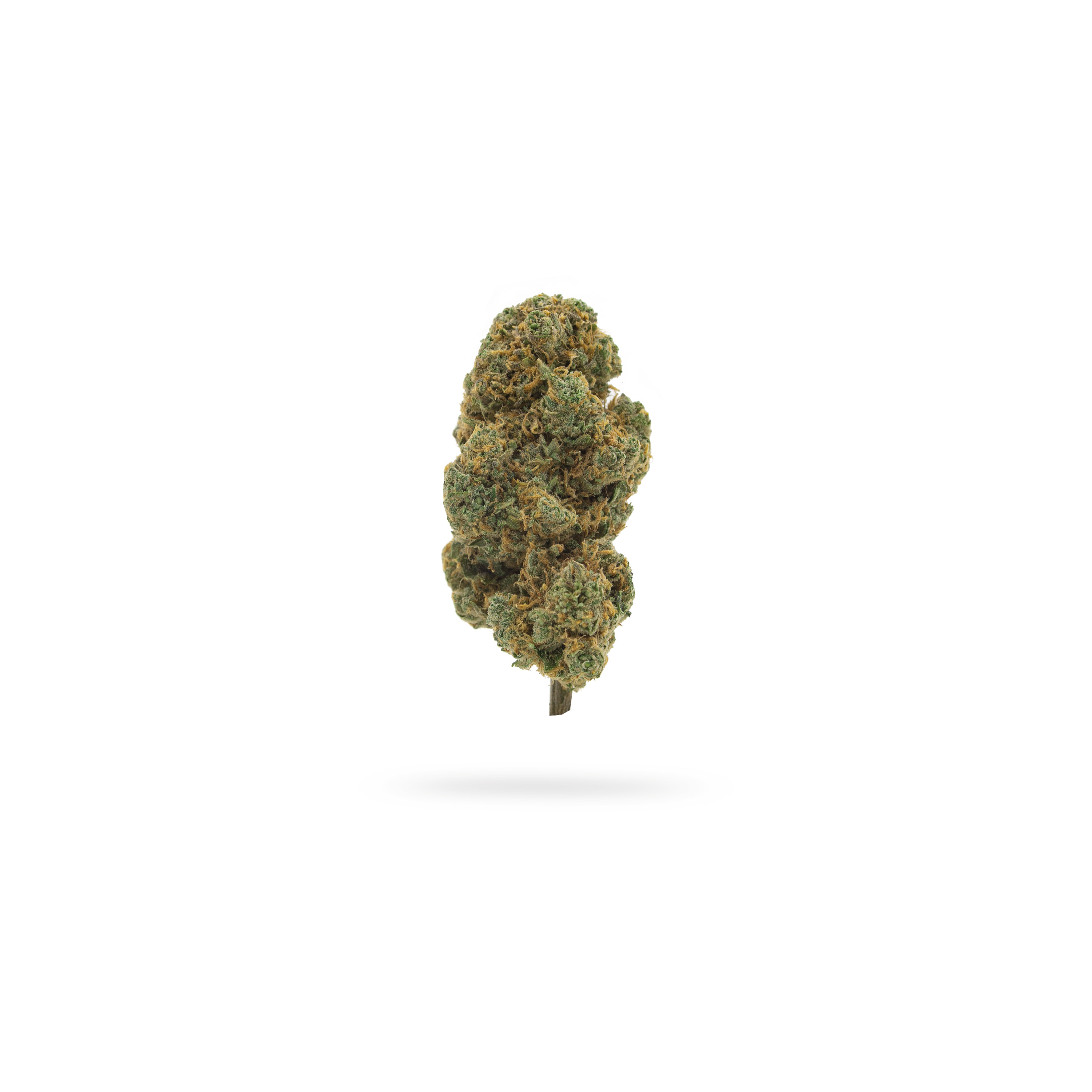 White-Widow-Fleur