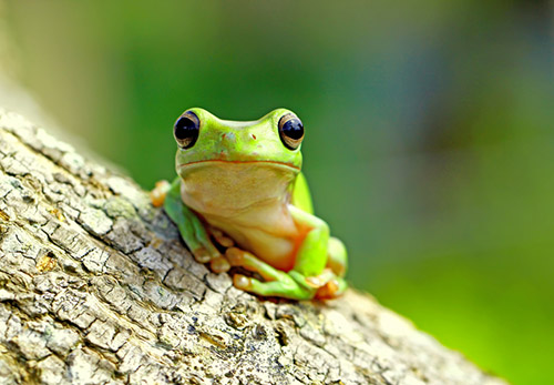 maunakea categorie faune amphibiens