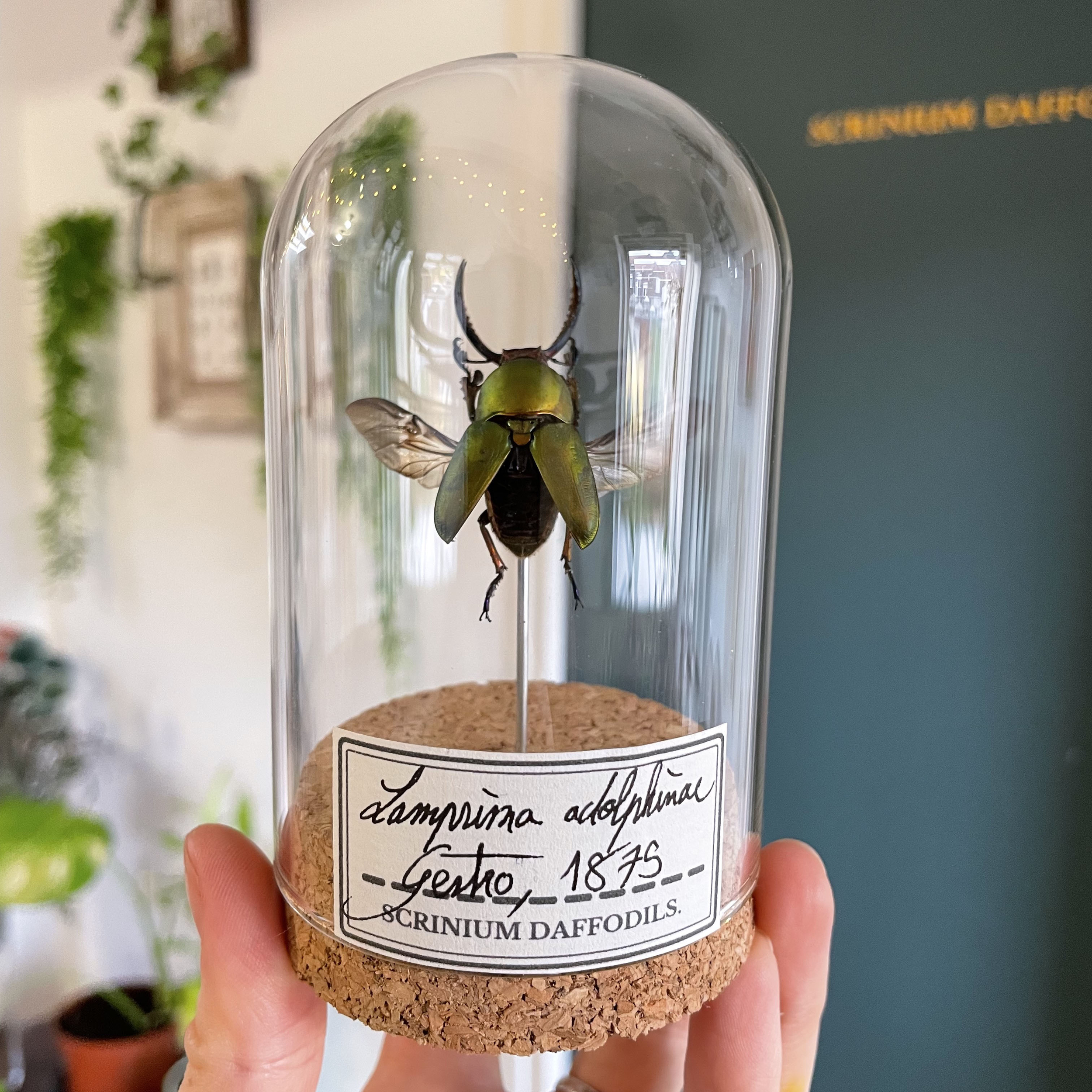 Eingebürgerter Käfer unter einer Glaskugel - Lamprima adolphinae