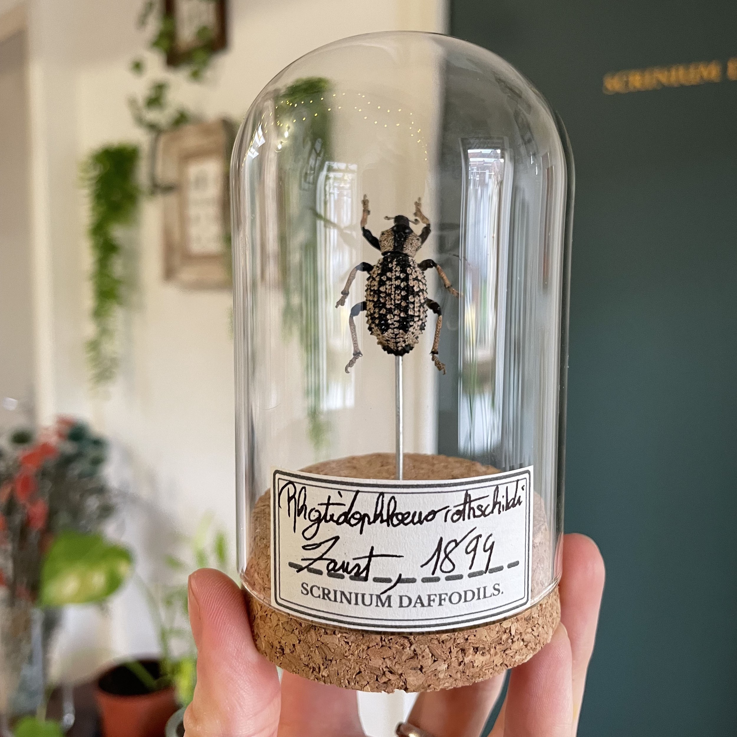 Eingebürgerter Käfer unter Glaskuppel - Rhytidophloeus rothschildi