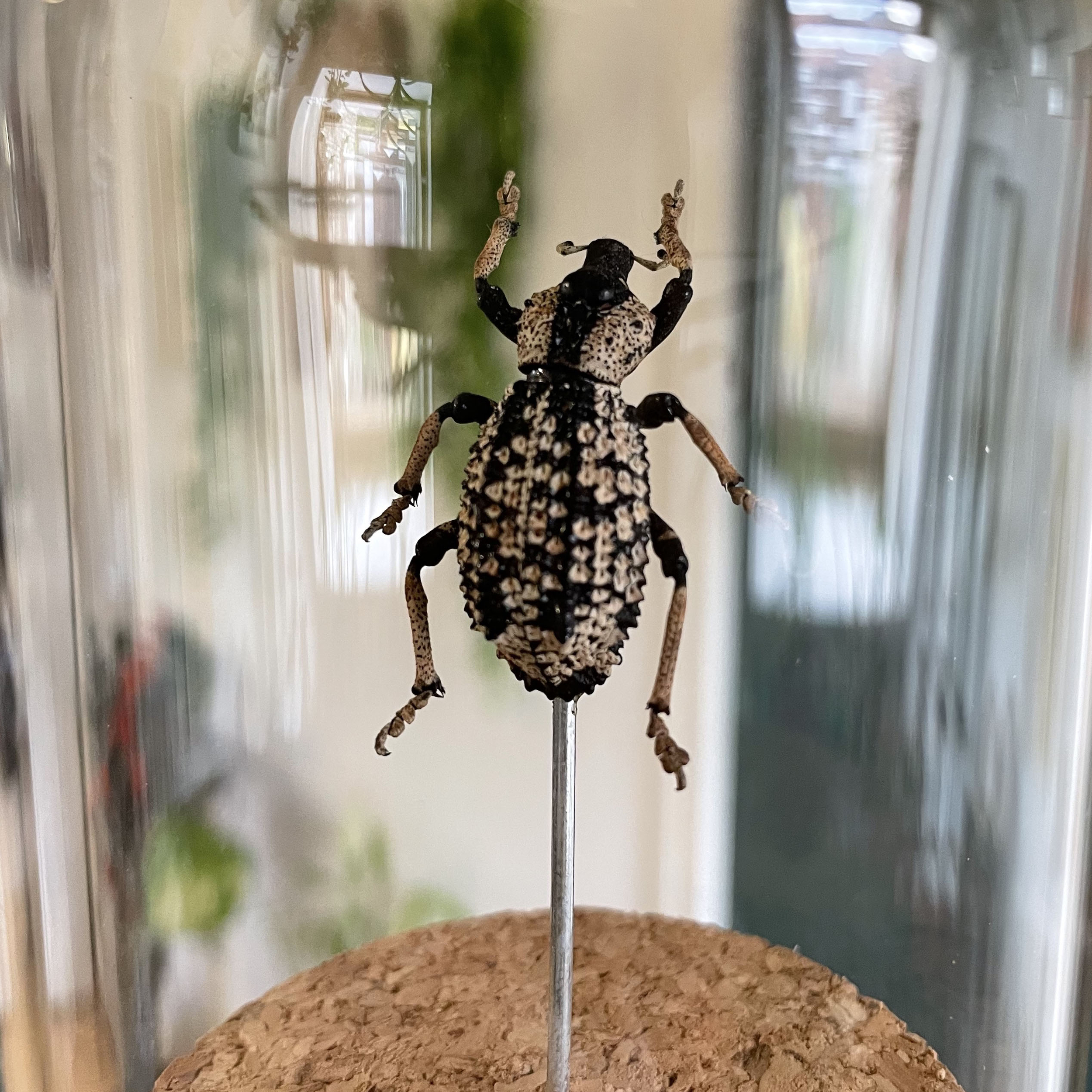 Decoration-cabinet-de-curiosite-coleoptere-Rhytidophloeus rothschildi-zoom-maunakea