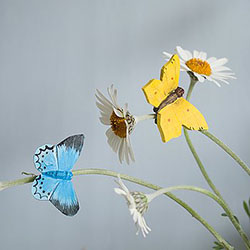 papillons aimant maunakea