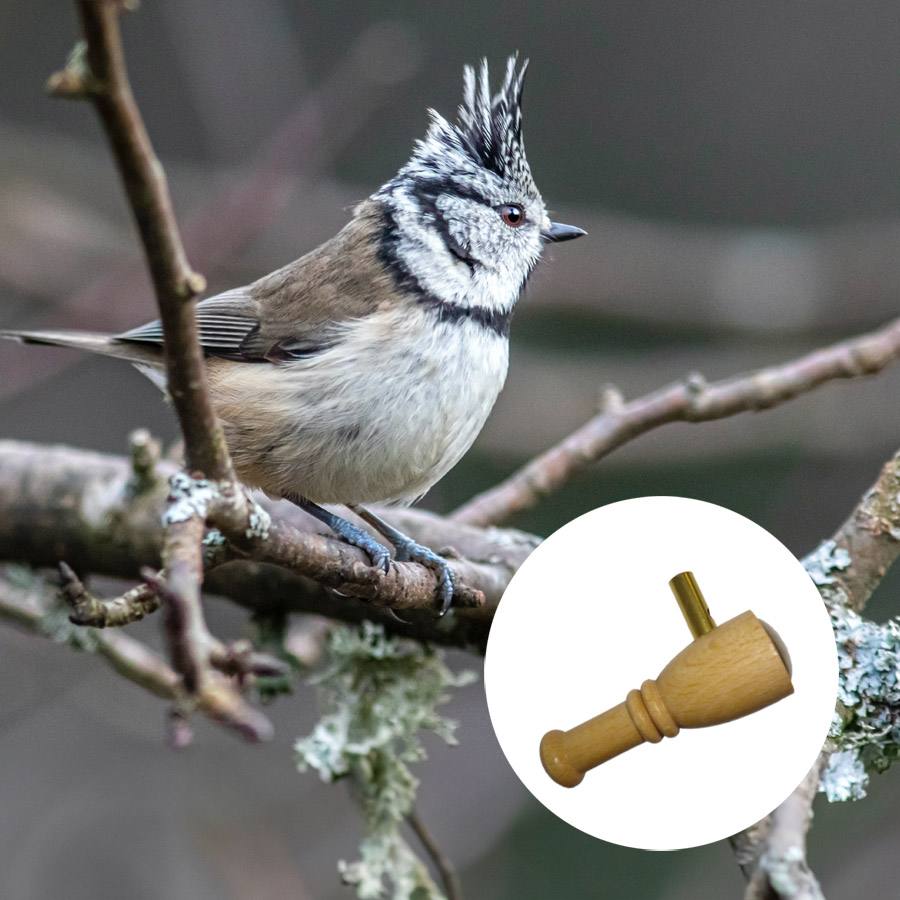 Haubenmeisen-Lockvogel - Hochwertiges Lockmittel für Vogelbeobachtung