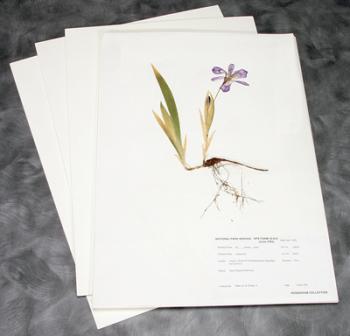 Herbariumsbretter ohne Schutzmappe