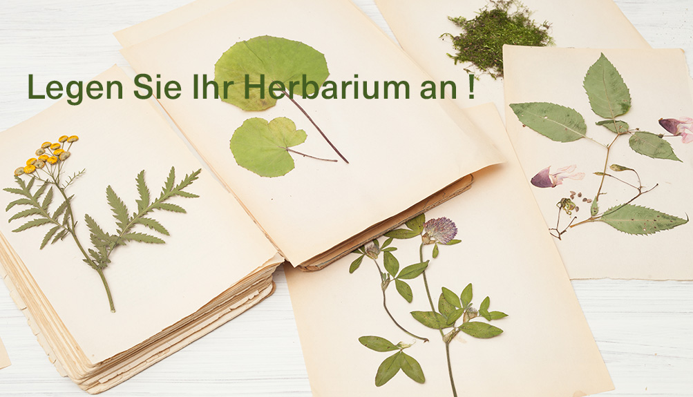 herbier maunakea