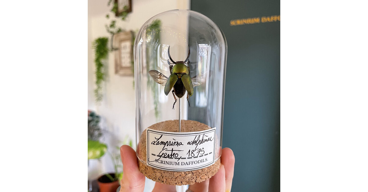 Goldene Wanddekoration Aus Kunstharz – Insekten & Tiere Wie Schmetterling, Kolibri, Käfer Für Viktorianischen Stil