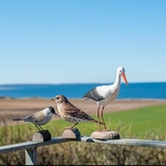 cigogne-blanche-WG469-wildlife-garden-(3)