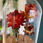 Decoration-cabinet-curiosite-globe-fleur-Helichrysum -zoom-maunakea