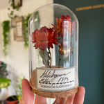 Decoration-cabinet-curiosite-globe-fleur-Helichrysum -maunakea