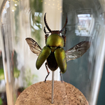 Decoration-cabinet-de-curiosite-coleoptere-Lamprima-adolphinae-zoom-maunakea
