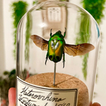 maunakea-decoration-coleoptere-cetoine-verte-Heterorrhina-zoom