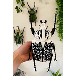 Coleoptere-decoration-educatif-insecte-goliath-maunakea