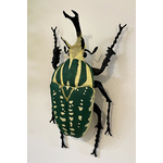 Coleoptere-decoration-educatif-insecte-Mecynorrhina-2-maunakea