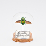globe-insecte-decoration-cetoine-verte-maunakea