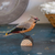 WG418_DecoBird_BohemianWaxwing_jaseur-boreal-maunakea