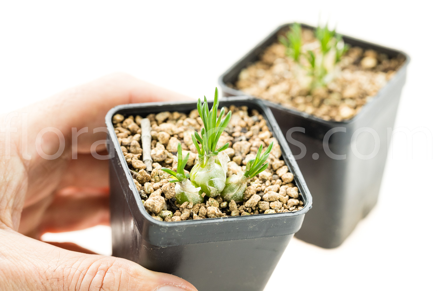 Ornithogalum-lithopsoides-3