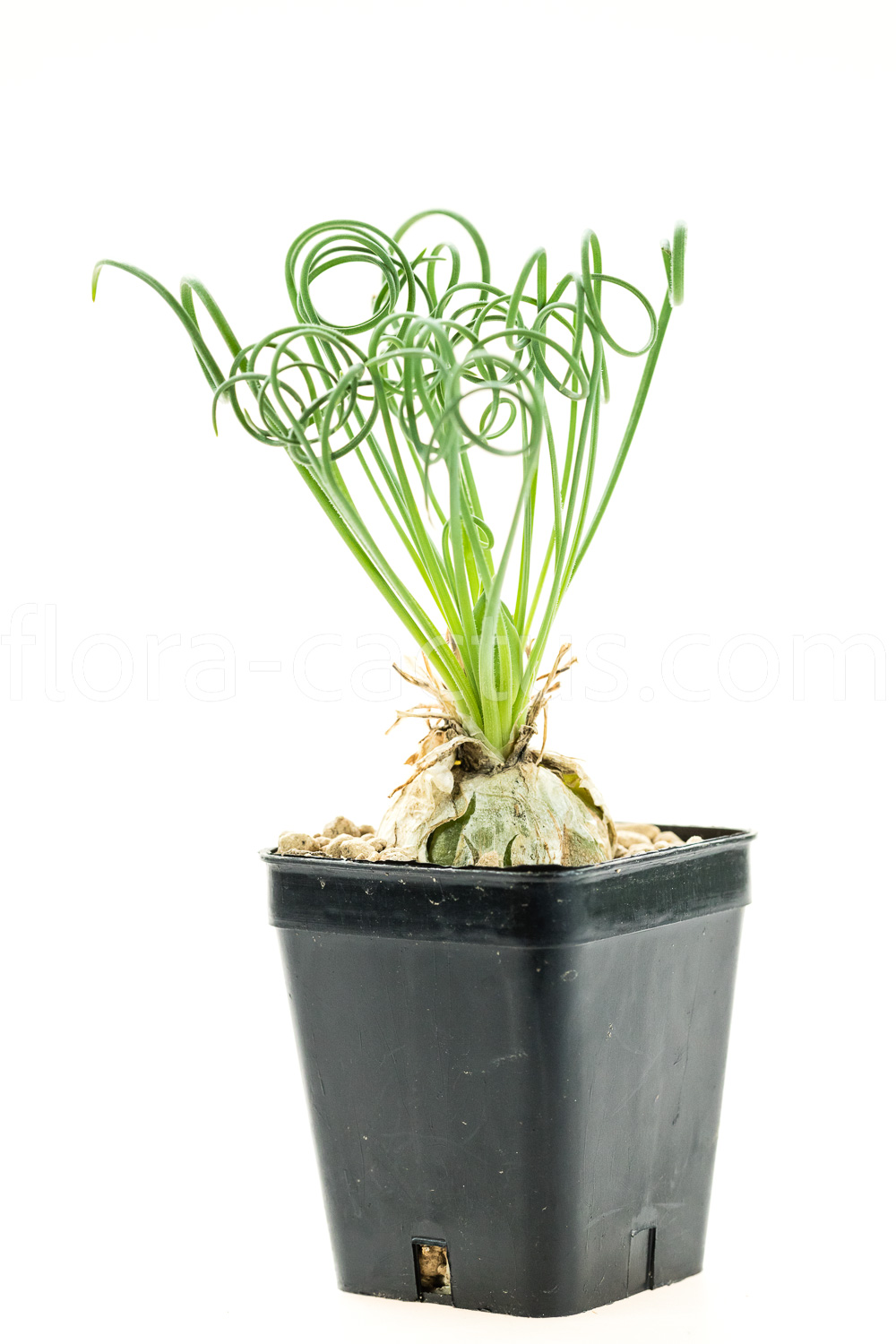 Albuca-spiralis-1