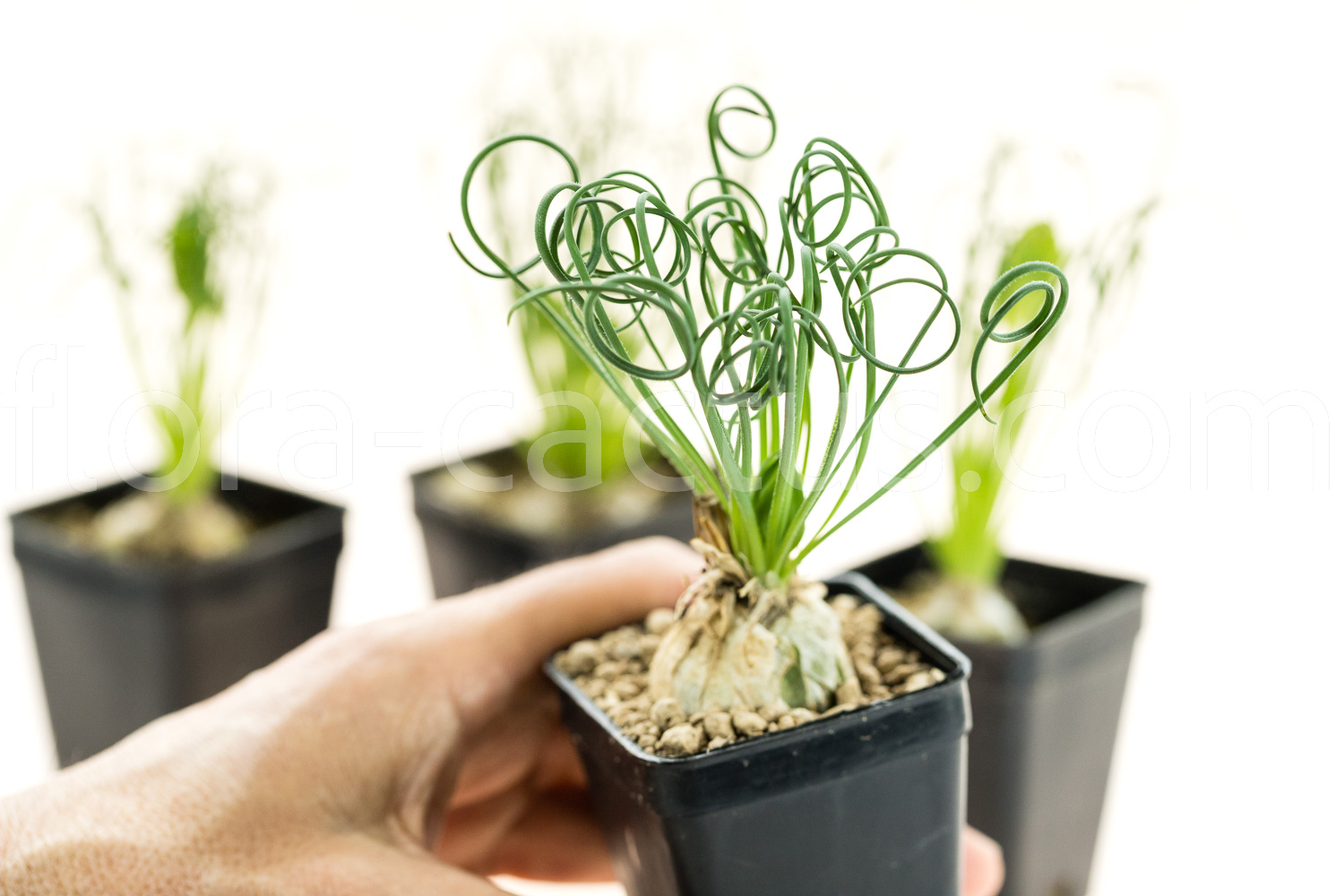 Albuca-spiralis-5