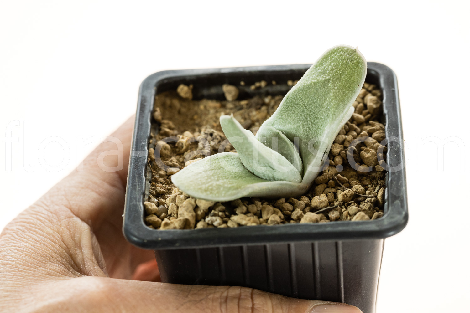 Gasteria-Picky-Picky-4