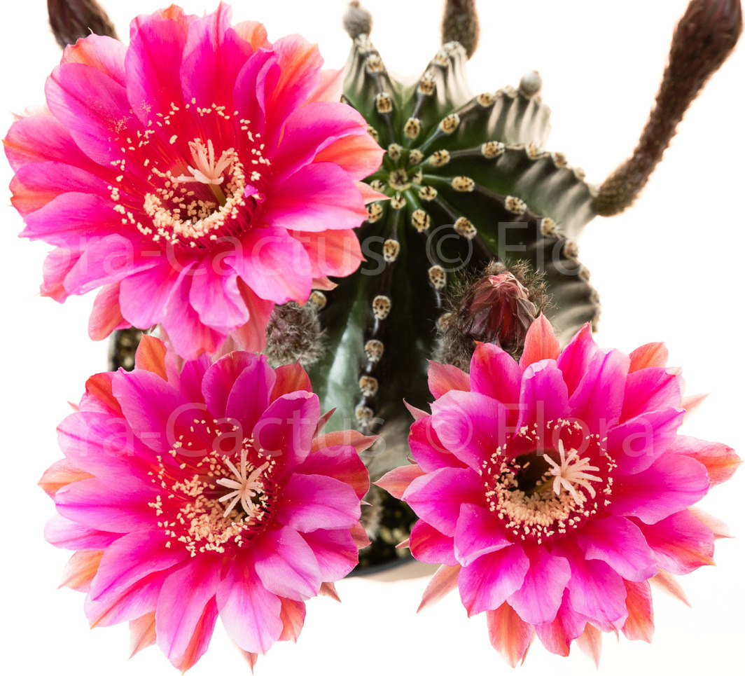 Echinopsis_Flamingo