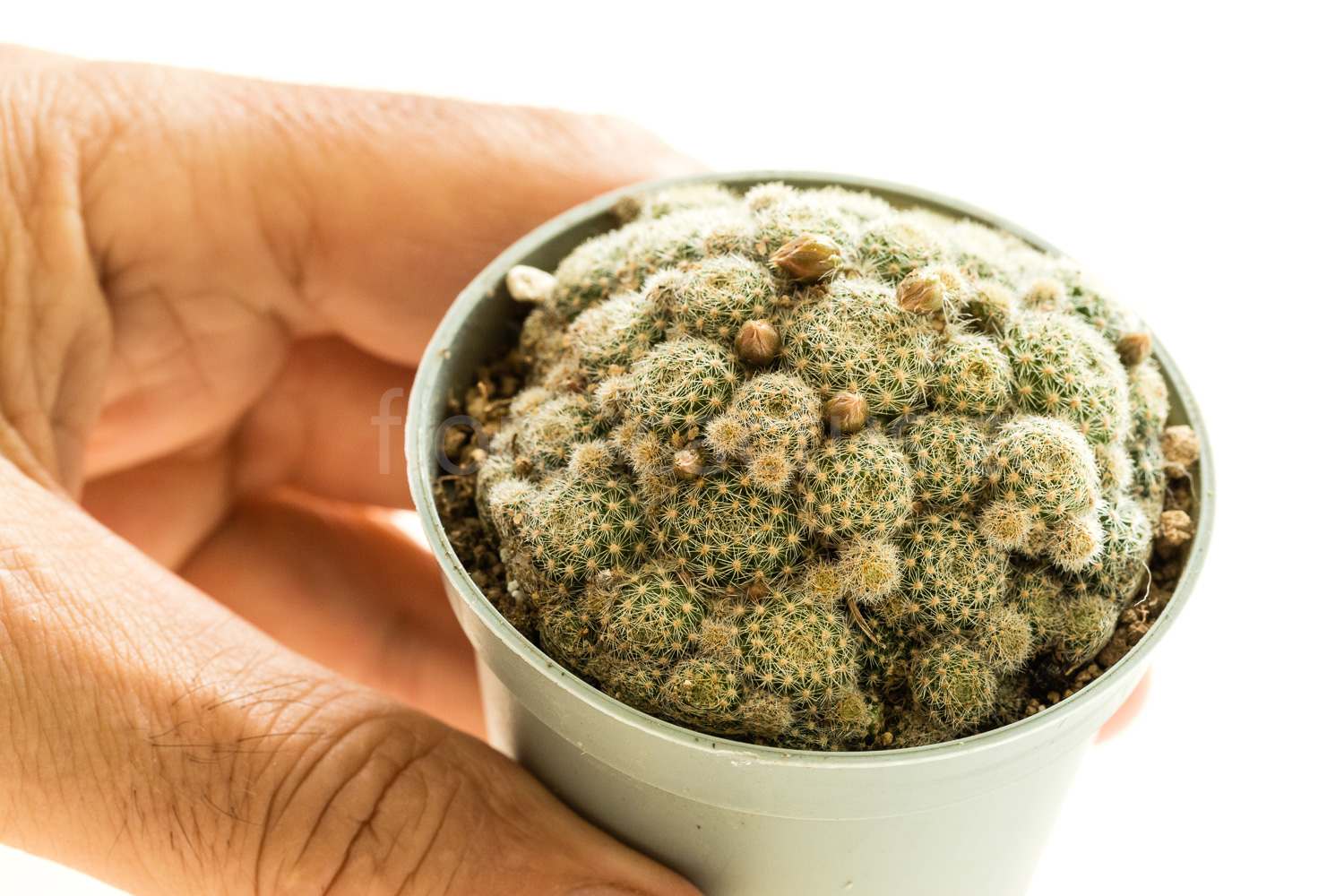 Rebutia_fabrisii_nana_MN135-4