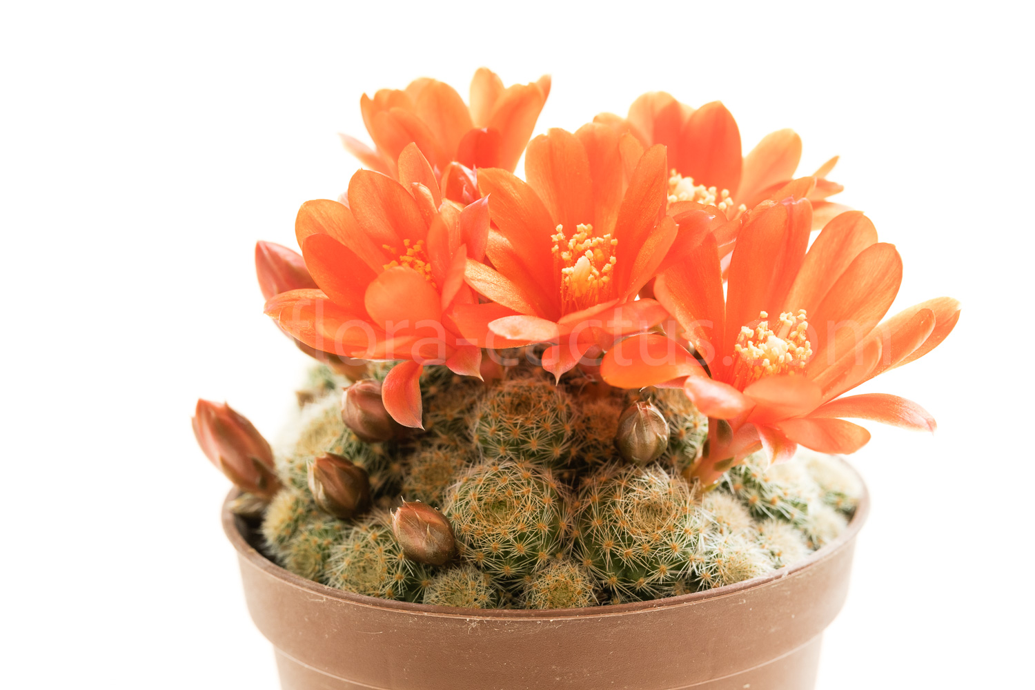 Rebutia_fabrisii_nana_MN135-3