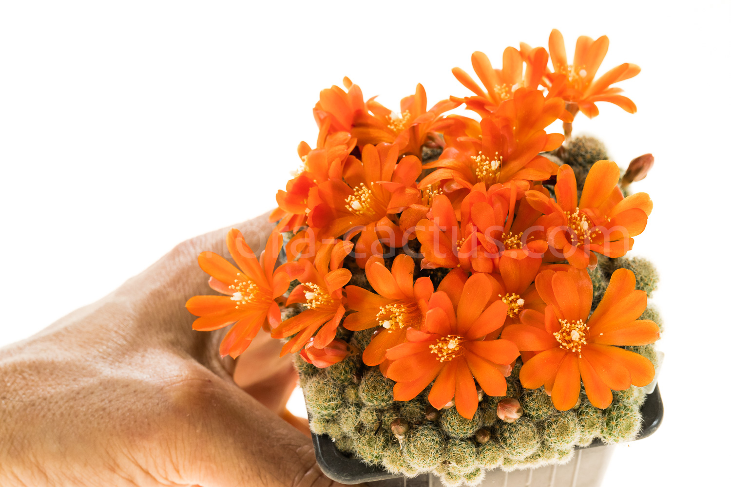 Rebutia_fabrisii_nana_MN135-9