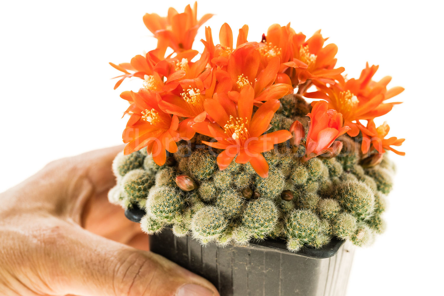 Rebutia_fabrisii_nana_MN135-8