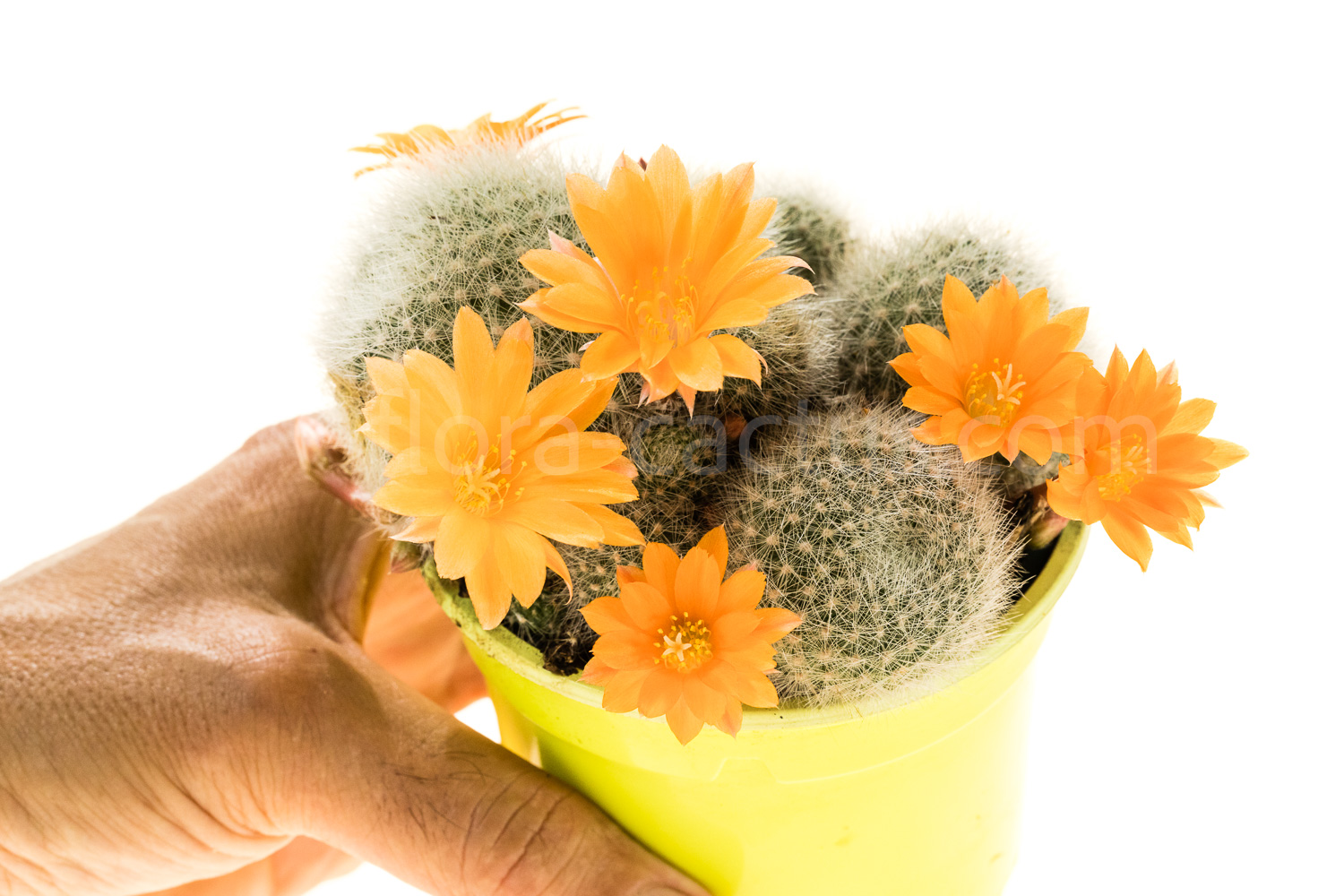 Rebutia_Apricot _Ice-1