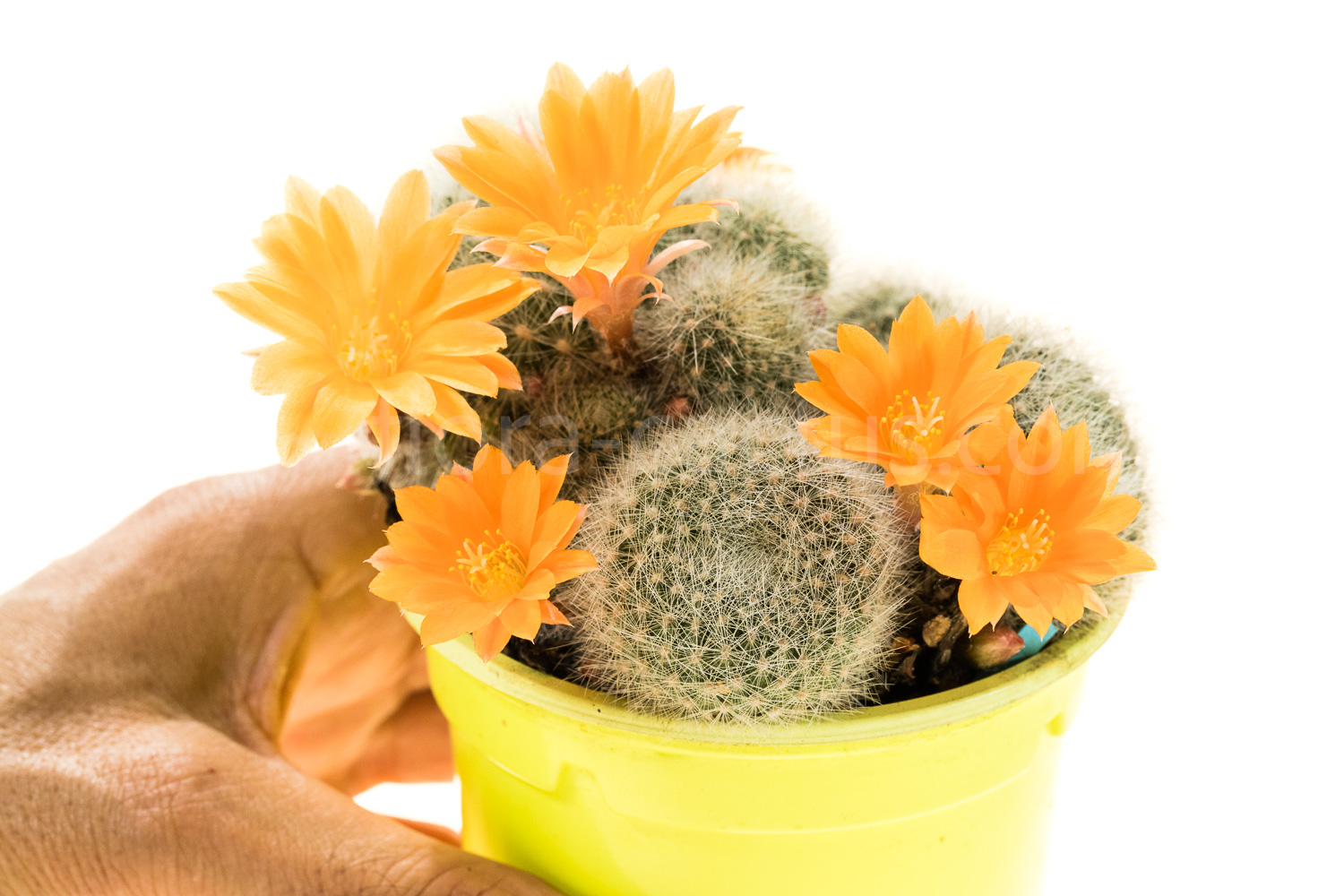 Rebutia_Apricot _Ice-3