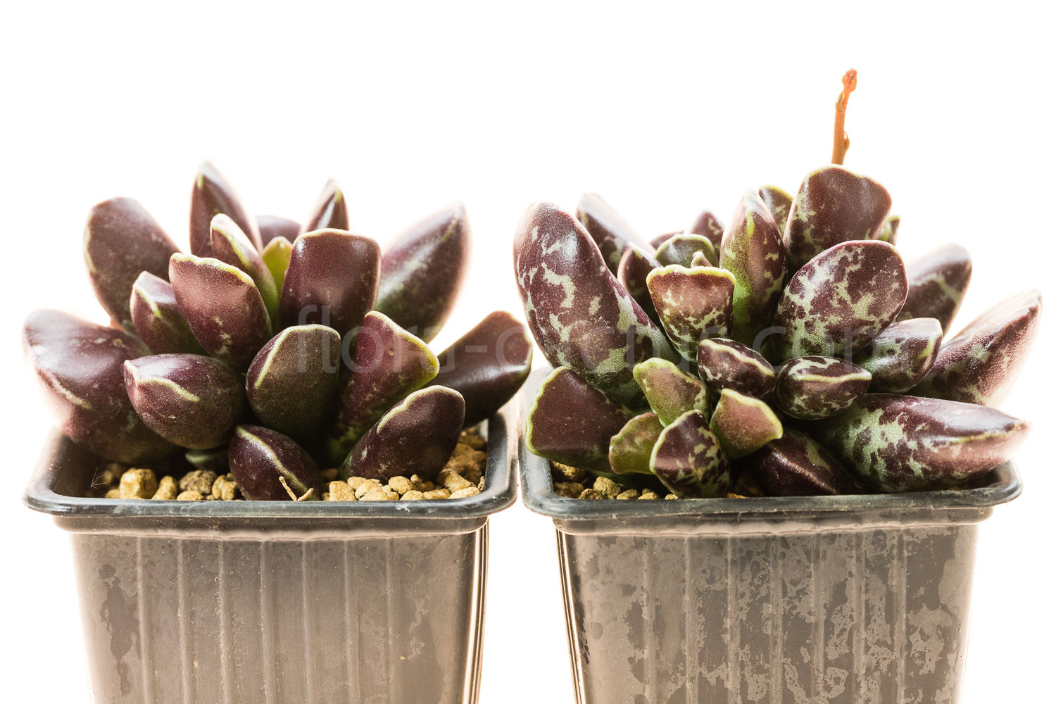 Adromischus_cristatus_Purple_skin-1