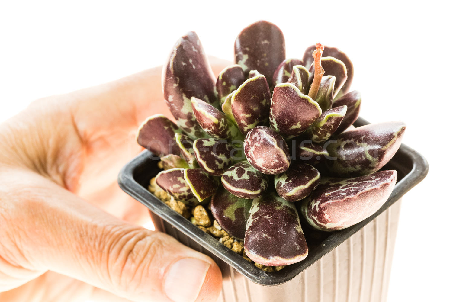 Adromischus_cristatus_Purple_skin-3