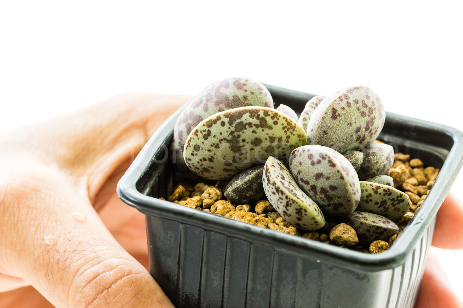 Adromischus_marianiae_hallii_CR1235 -1