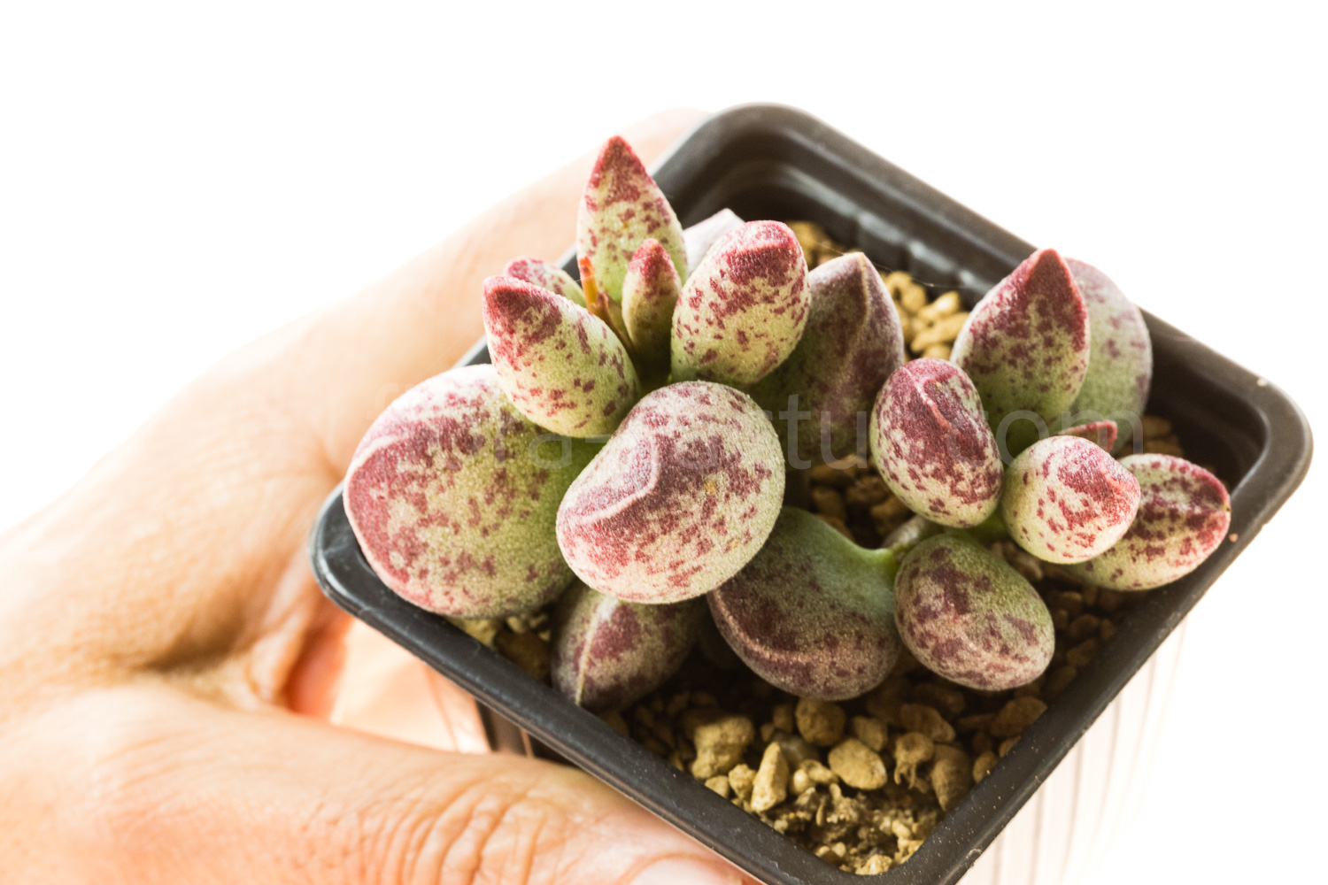 Adromischus_marianiae_NBG701-75-2