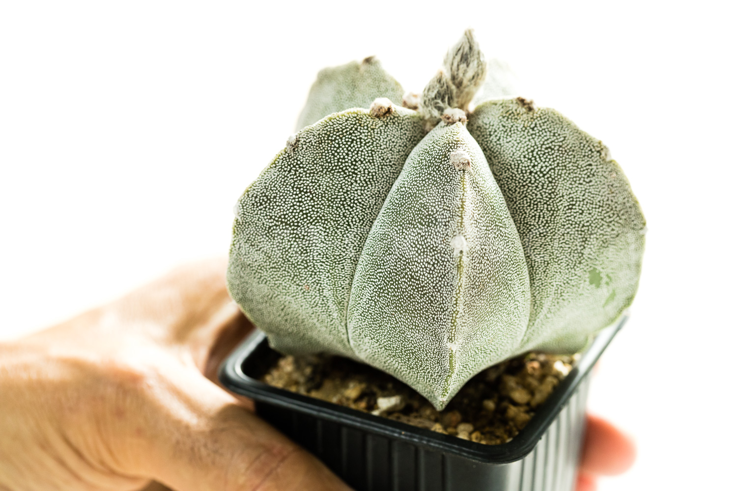 Astrophytum_myriostigma-2