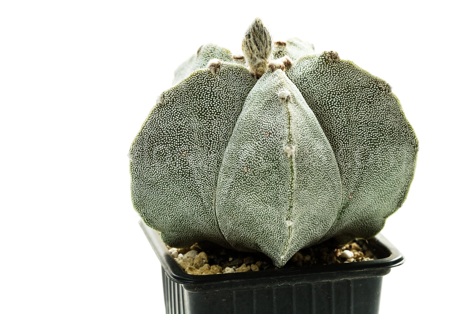 Astrophytum_myriostigma-1