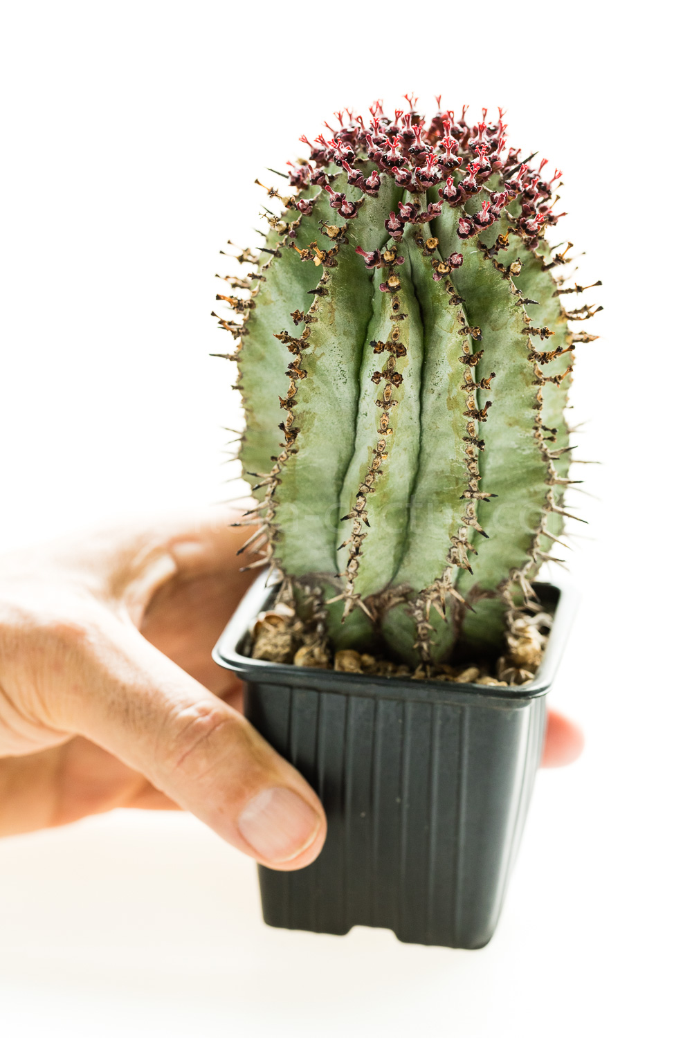 Euphorbia_polygona-2