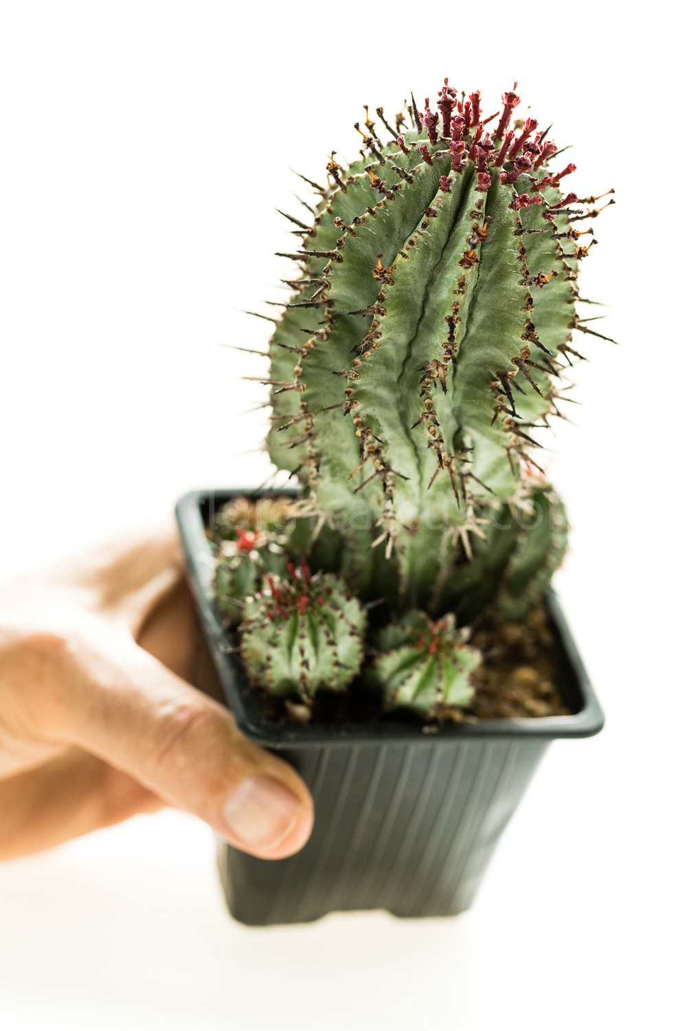 Euphorbia_polygona-4