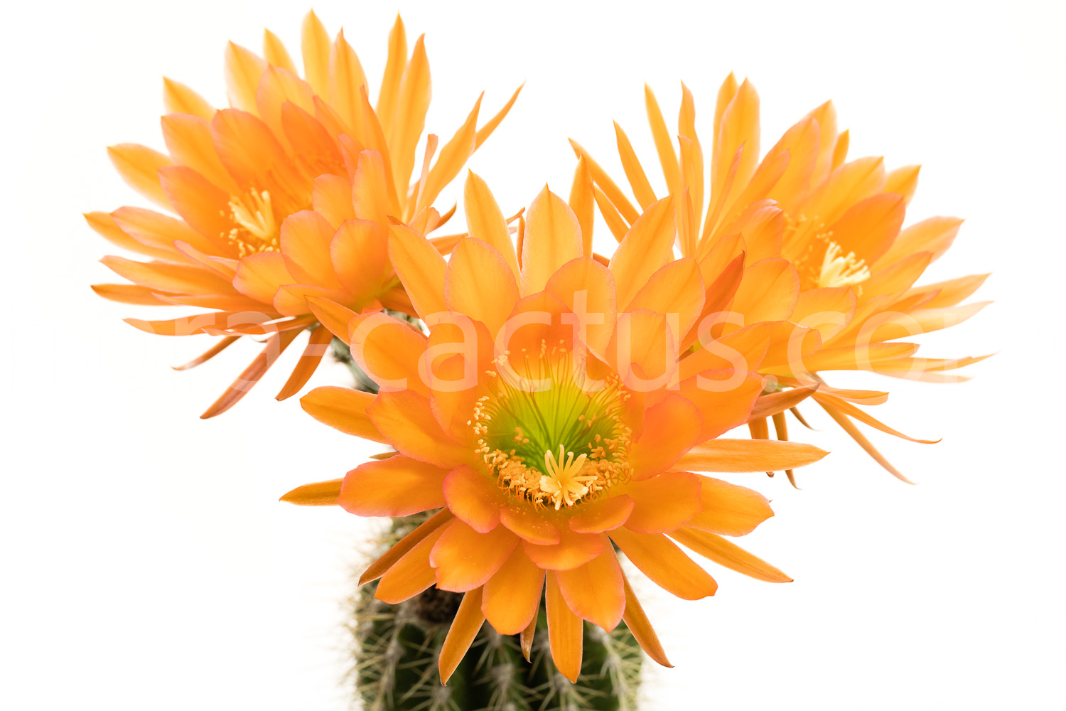 Trichocereus_Arizona_Sunset-1