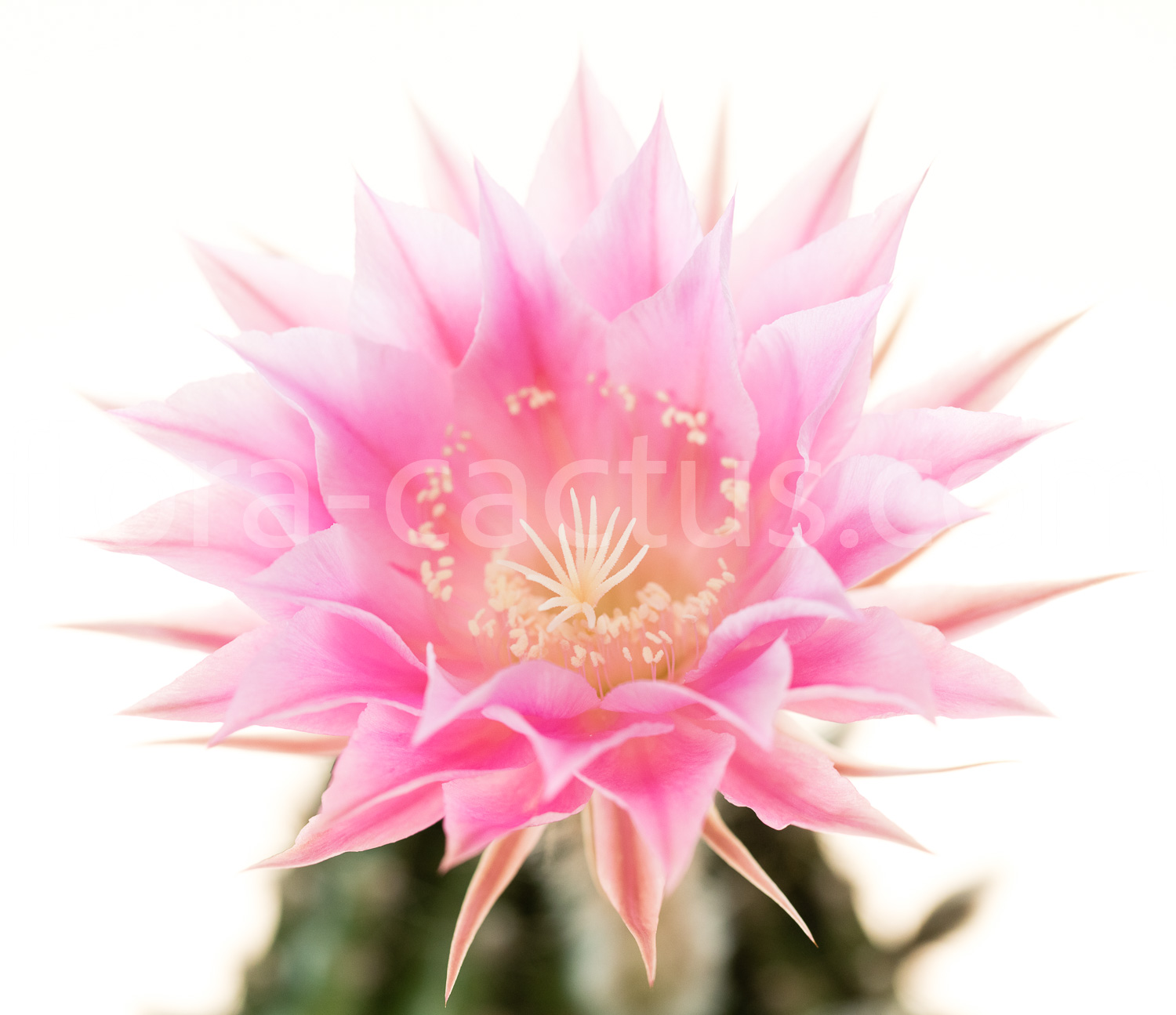 Echinopsis_Pink_Diamond-2