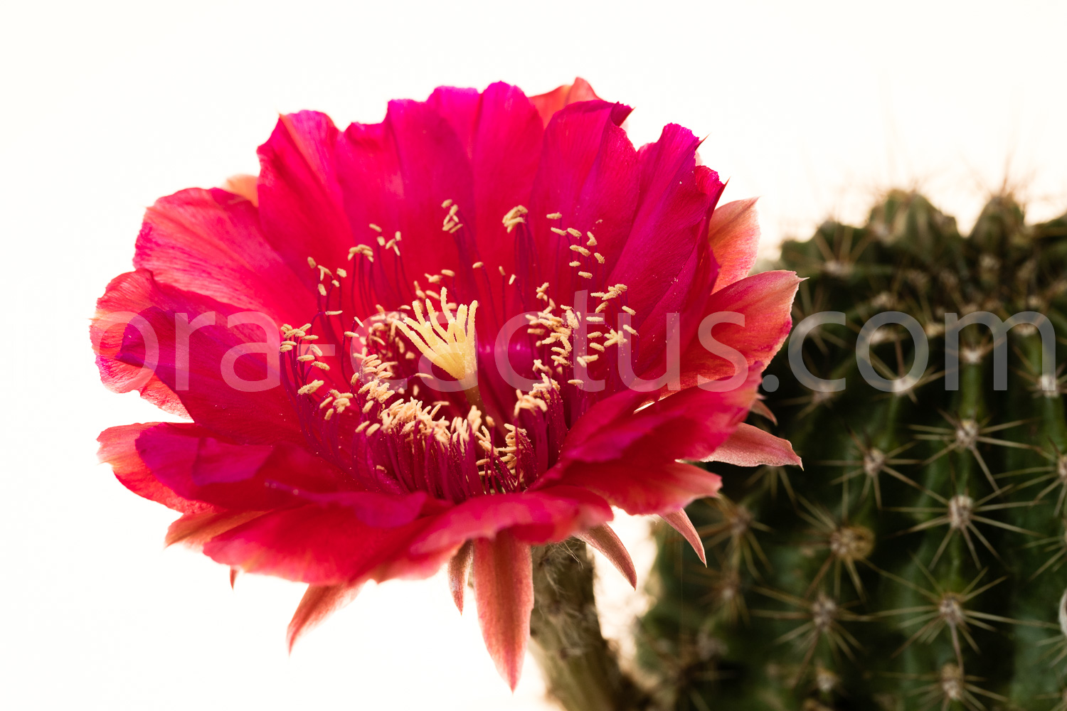 Echinopsis_Spectre-1