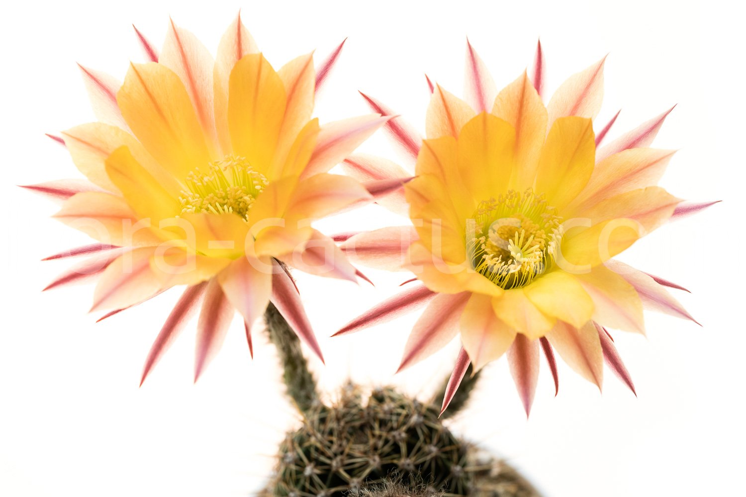 Echinopsis_Pooka-1
