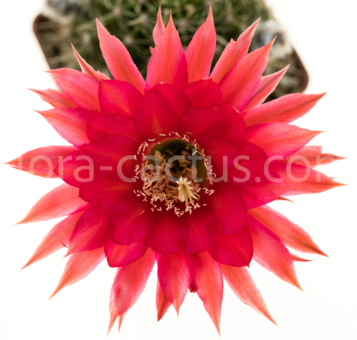 Echinopsis_Krakatoa-1