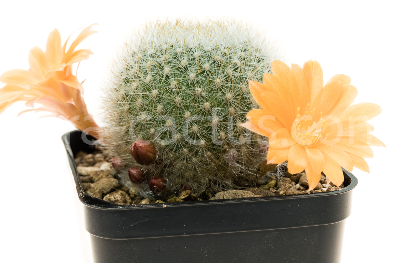 Rebutia_Orange_Ice_Apricot_Ice-2