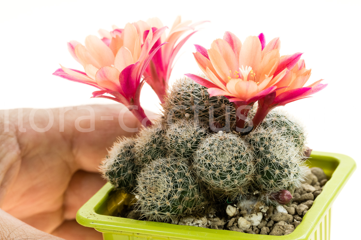 Rebutia_Phoebe-2