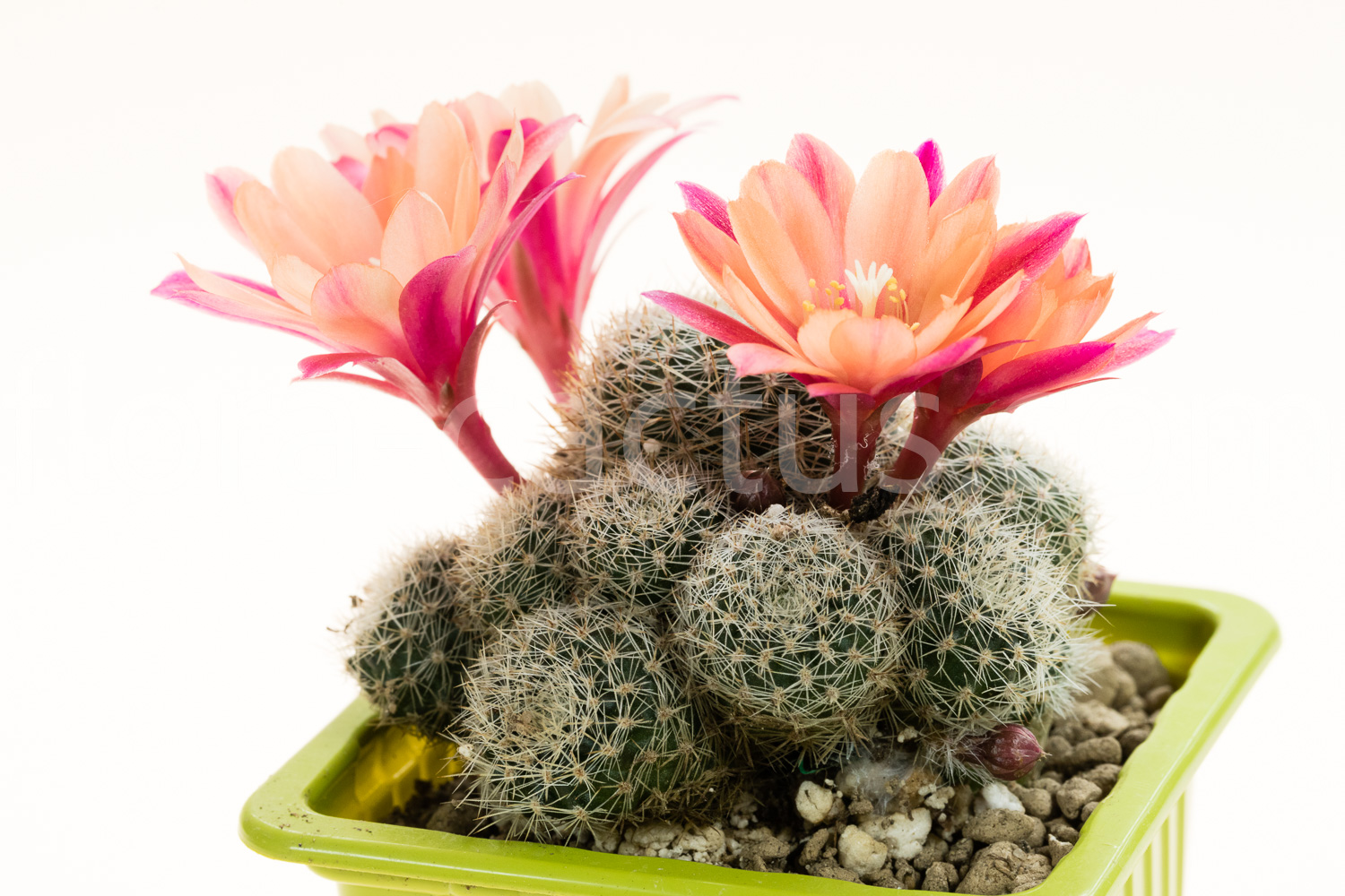 Rebutia_Phoebe-3