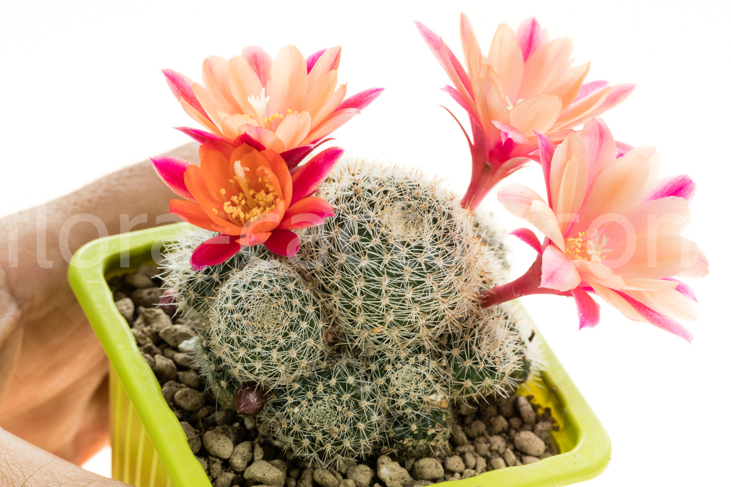 Rebutia_Phoebe-1