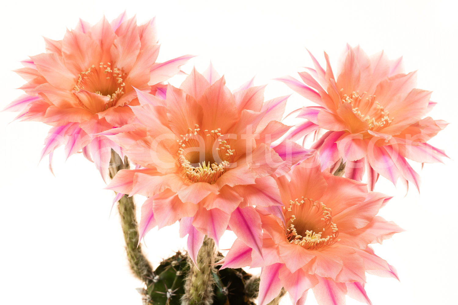 Echinopsis_Djinni-1