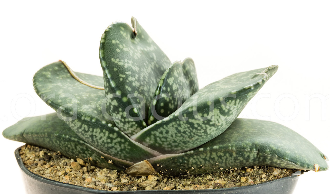 Gasteria-Kyo-Tyu-6